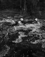 41_afterlightimage-2.jpg